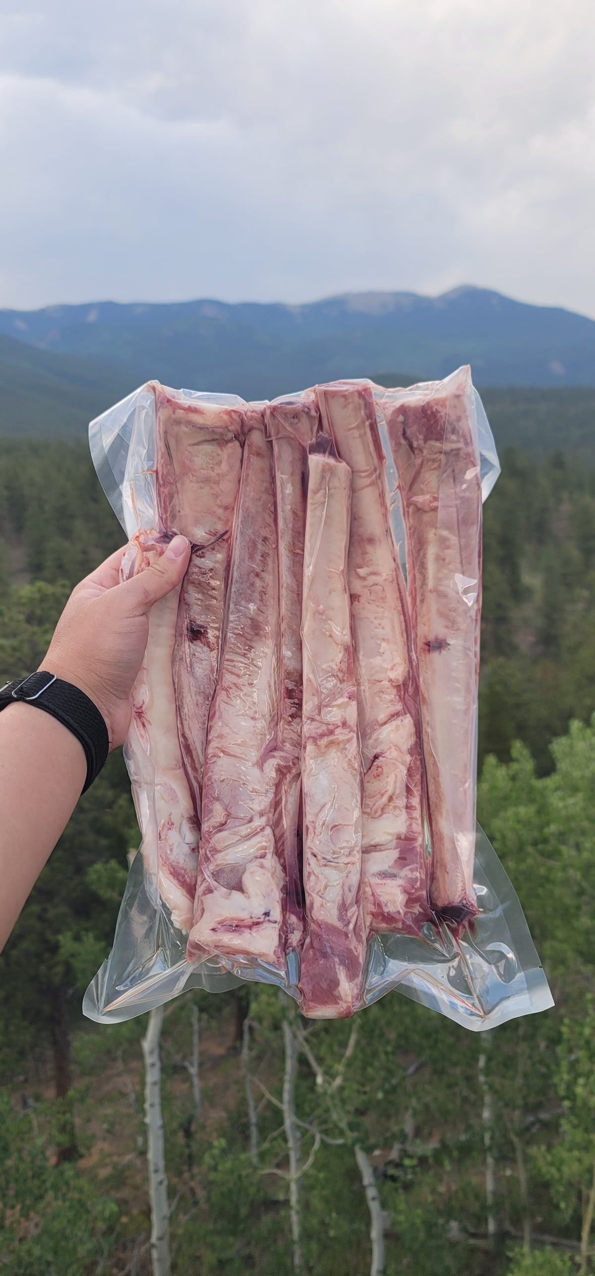 Beef Bones - Rib 12"