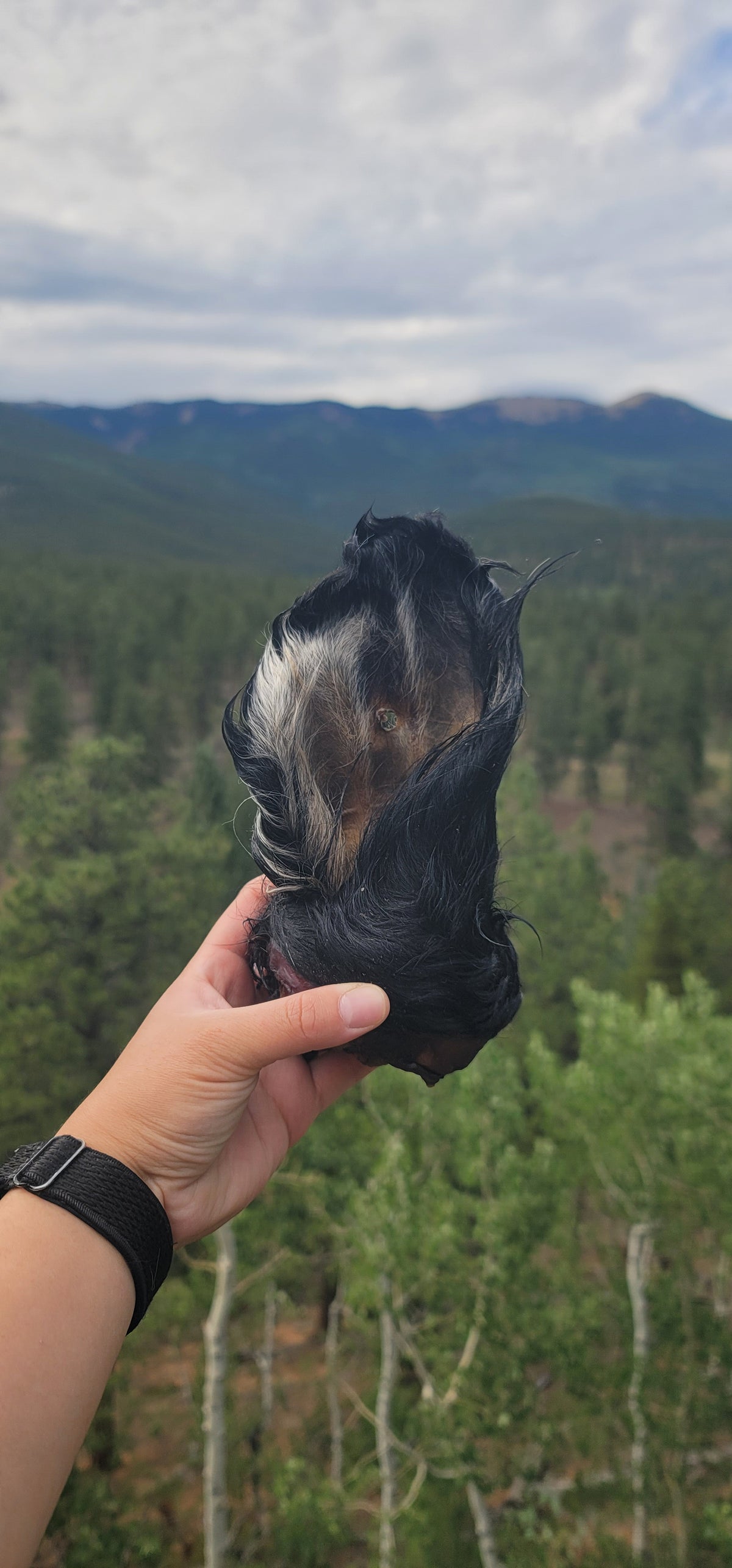 Cow Ears - With Fur