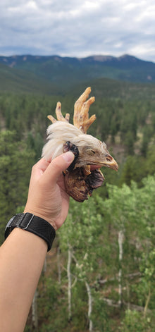 Party Fowl