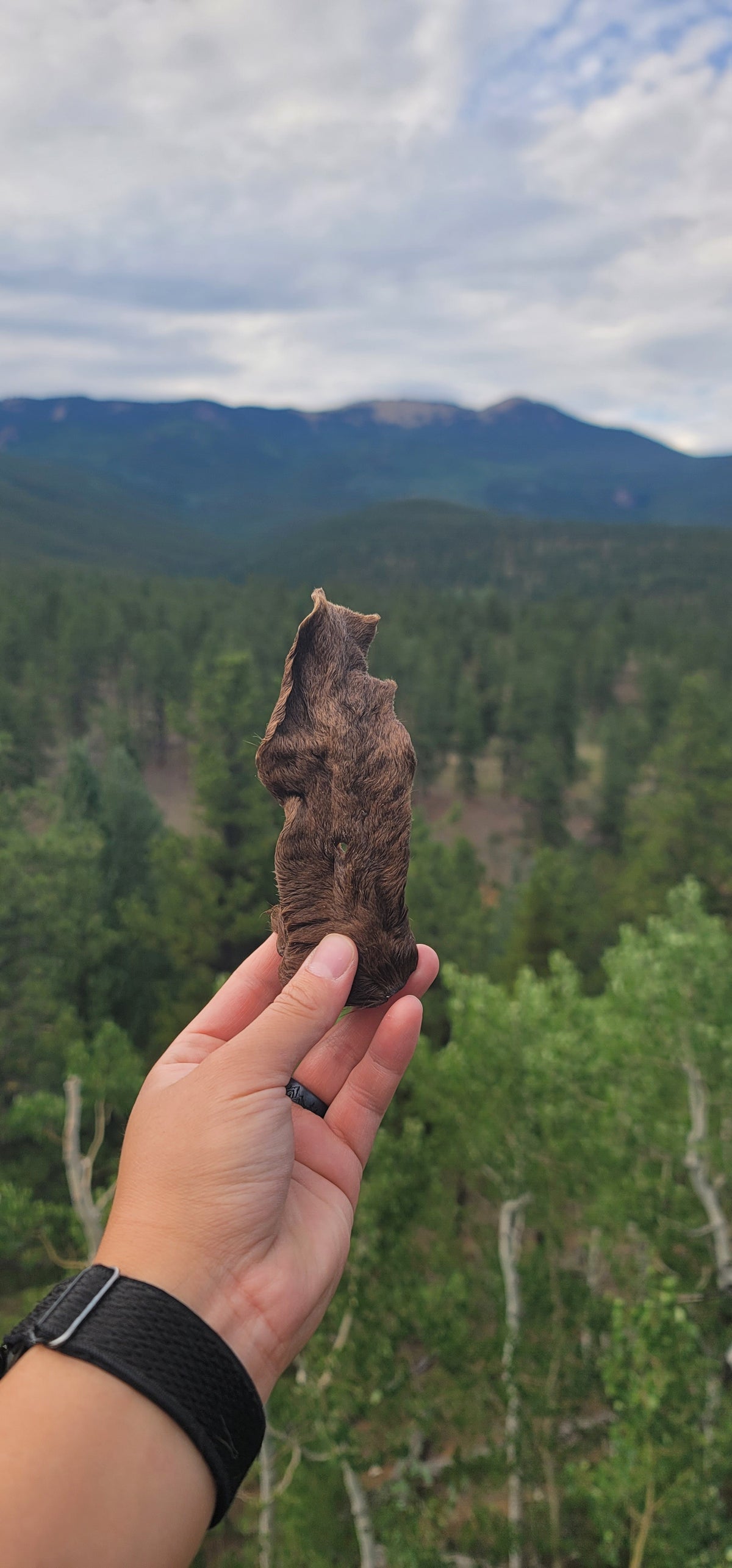 Goat Ears - With Fur