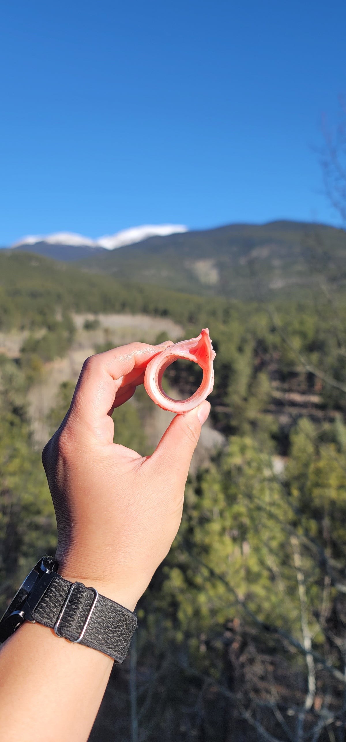 Beef Trachea Rings - Frozen