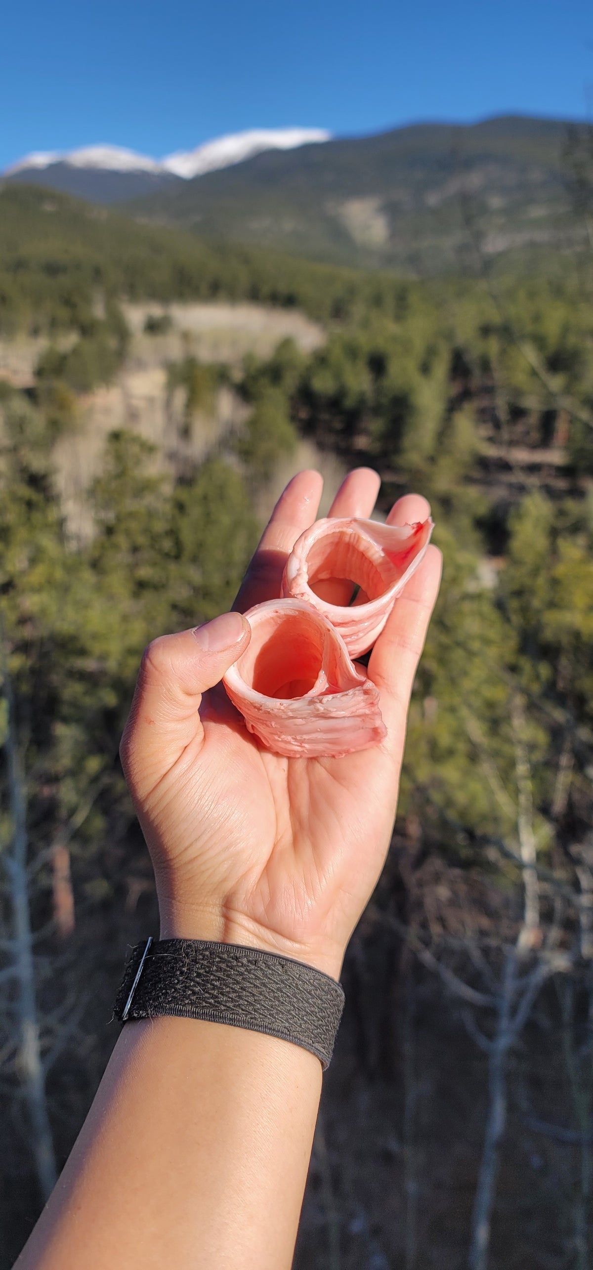 Beef Trachea Rings - Frozen