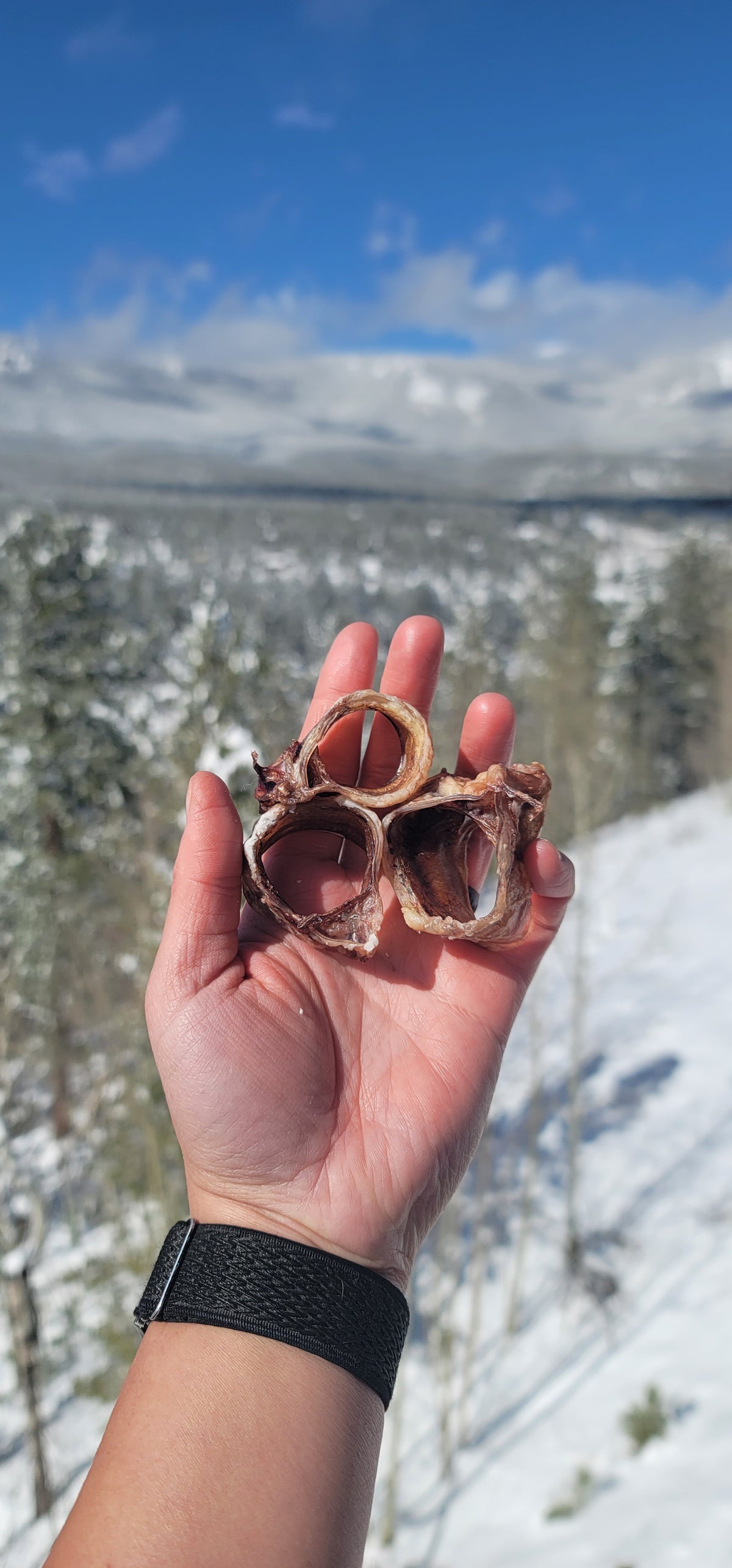 Beef Trachea Rings